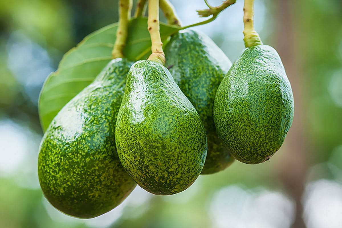 Як виростити авокадо в домашніх умовах