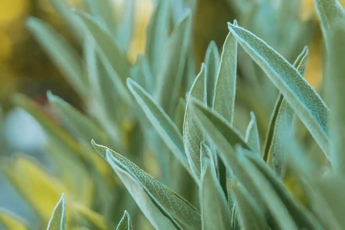 Мудрець знижує цукор та холестерин в крові. Фото: Aaron Cook / unsplash.com